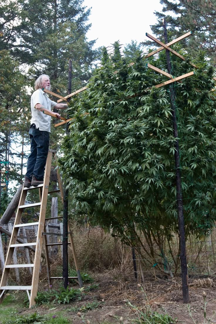 How to Fix Cannabis Iron Deficiency: Signs, Causes & Treatment Steps [Guide]