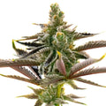 Ice Cream Cake x RS11 Feminized Seeds