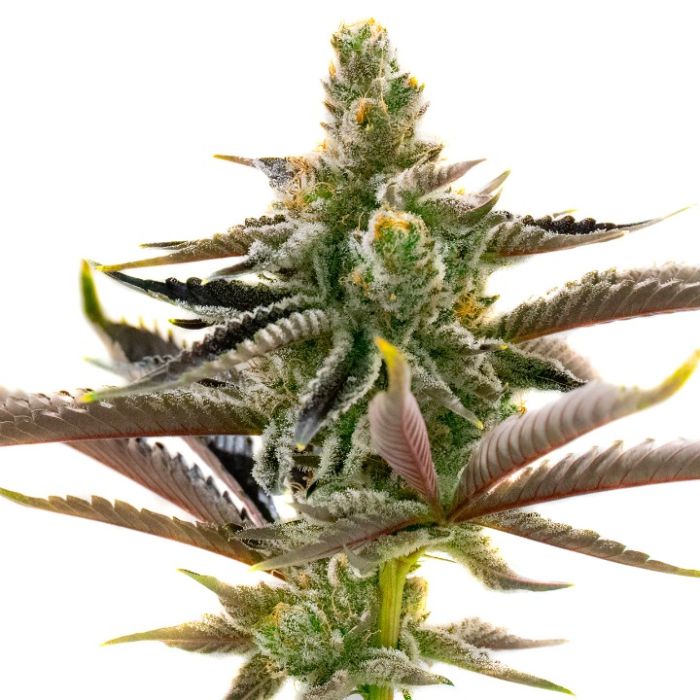 Ice Cream Cake x RS11 Feminized Seeds