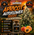 Apricot Autoflower Seeds | High-THC Fruity Indica Hybrid