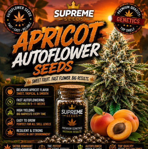 Apricot Autoflower Seeds | High-THC Fruity Indica Hybrid