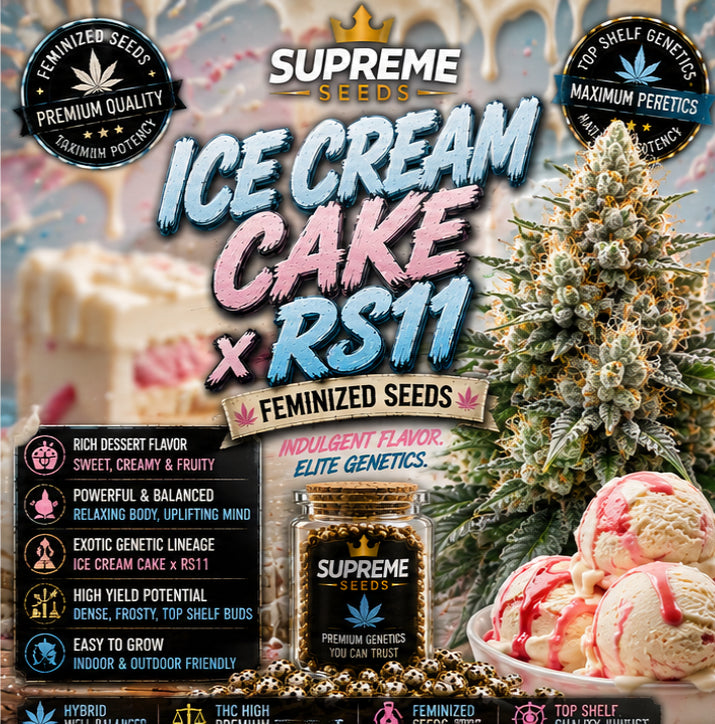 Ice Cream Cake x RS11 Feminized Seeds | Premium Dessert Hybrid