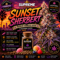 Sunset Sherbet Feminized Seeds | Premium Dessert-Inspired Hybrid