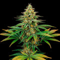 Acapulco Gold Feminized Seeds