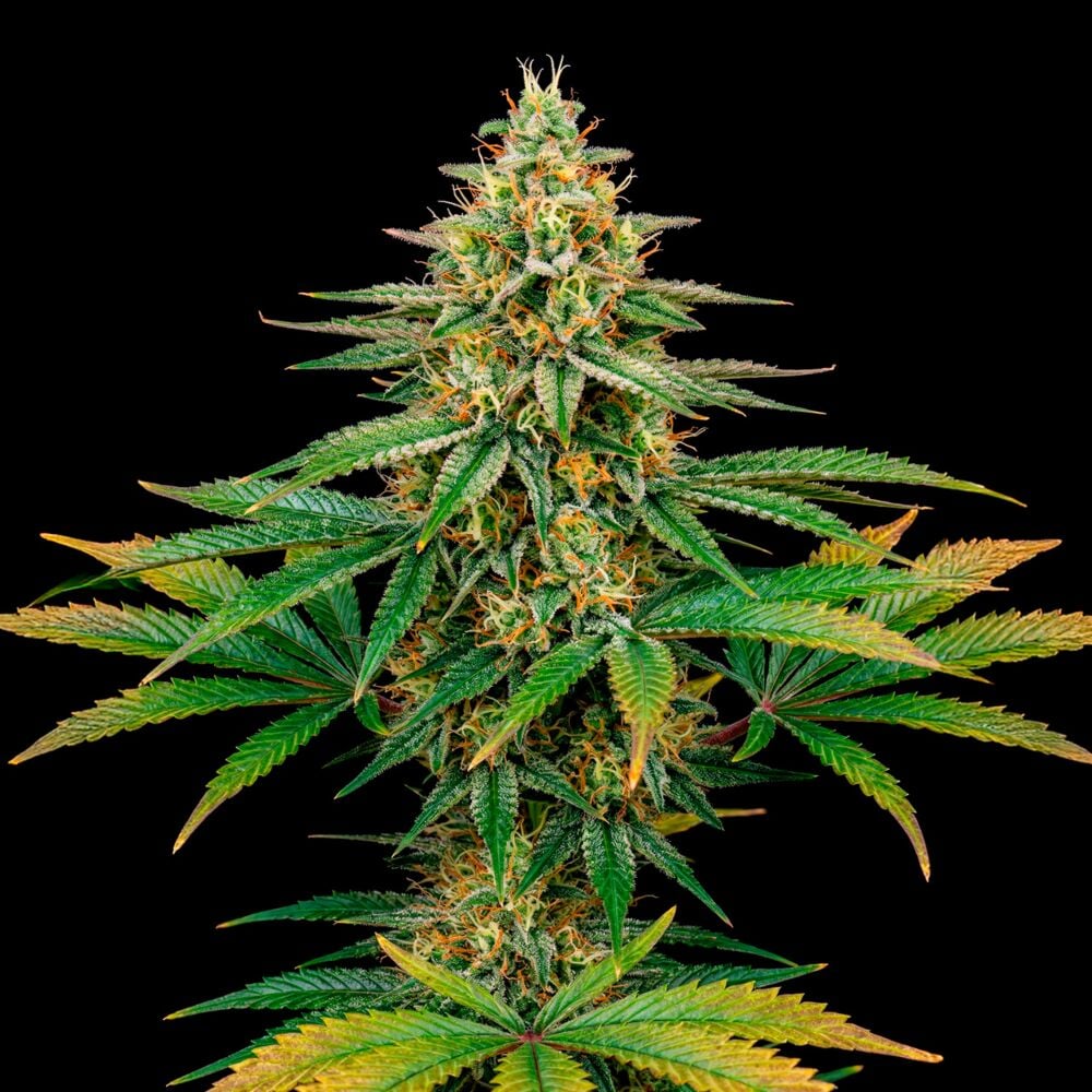 Acapulco Gold Feminized Seeds