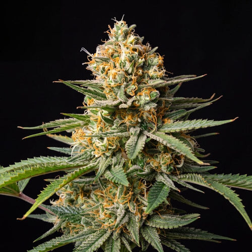Agent Orange Regular Seeds cannabis plant