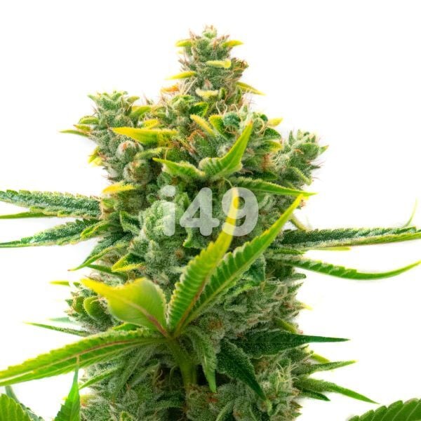 Alien GG Regular Seeds cannabis flower