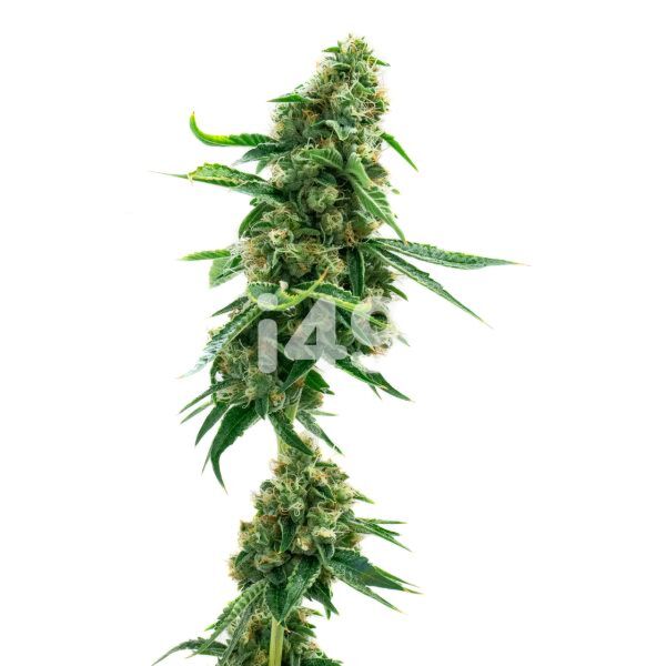Critical Jack Autoflower Seeds