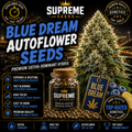 Blue Dream Feminized Seeds