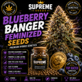 Blueberry Banger Feminized Seeds