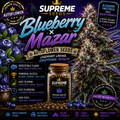 Blueberry x Mazar Autoflower Seeds | Premium Hybrid Genetics