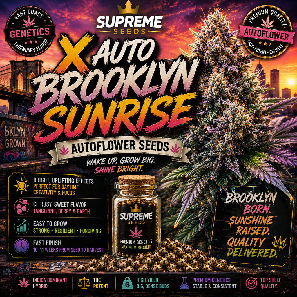 Auto Brooklyn Sunrise: Premium Fast-Flowering Hybrid Seeds