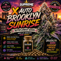 Auto Brooklyn Sunrise: Premium Fast-Flowering Hybrid Seeds
