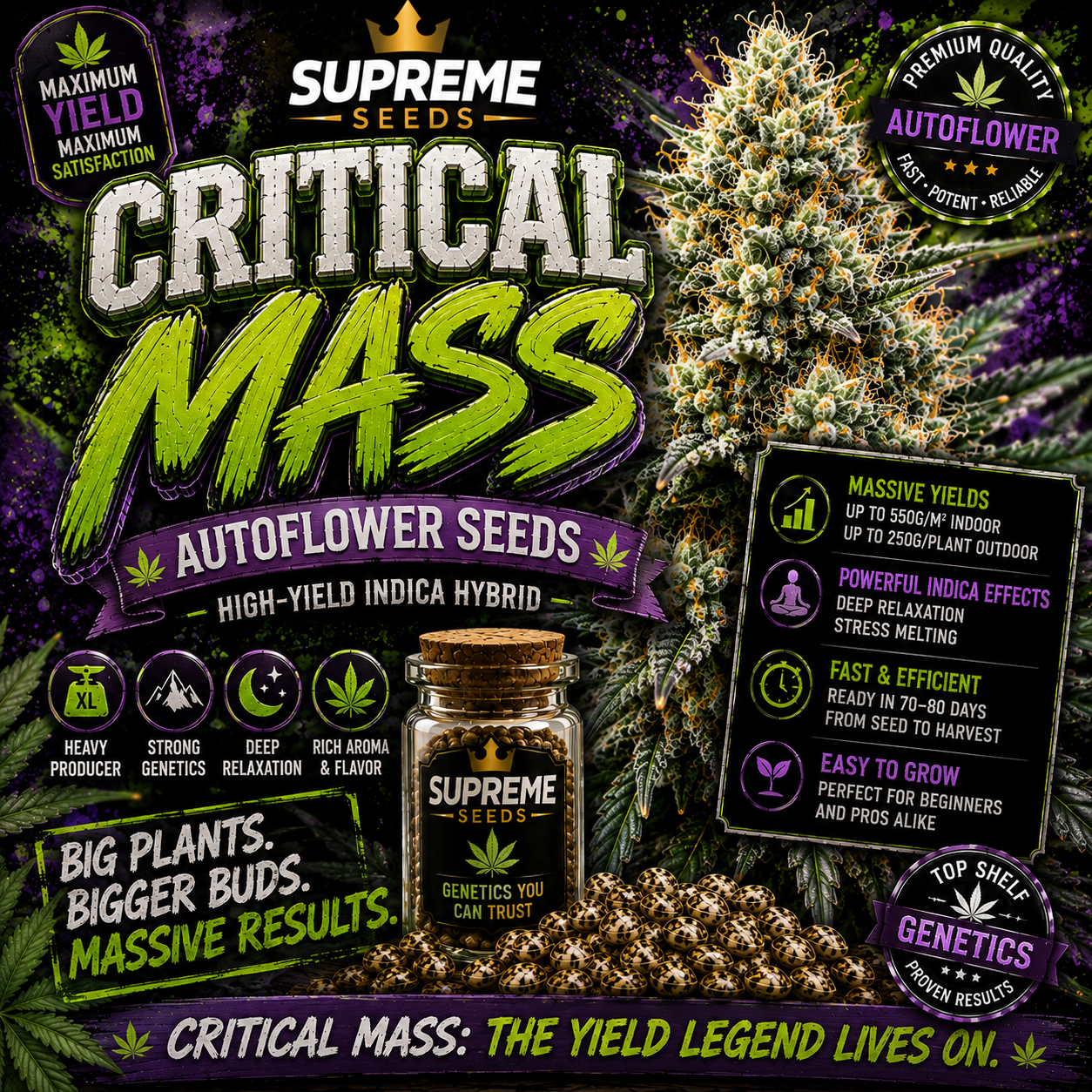 Critical Mass Autoflower Seeds | High-Yield Indica Hybrid
