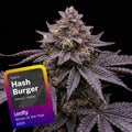 Hash Burger Feminized Seeds