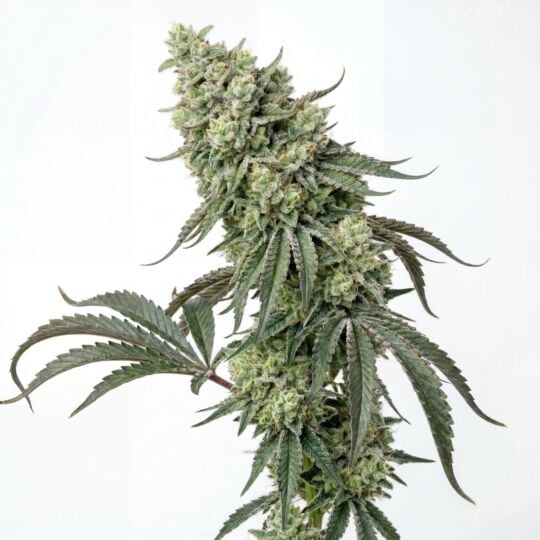 Diesel King Feminized Seeds