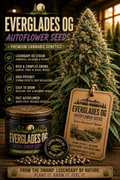Everglades OG Autoflower Seeds