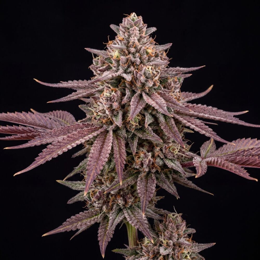 Fruity Pebbles OG (FPOG) Feminized Seeds cannabis plant