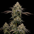 Godfather OG Feminized Seeds