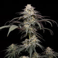 LA Kush Cake Feminized Seeds cannabis plant