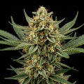 Gushers Feminized Seeds cannabis plant