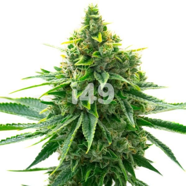 OG Kush Regular Cannabis Seeds