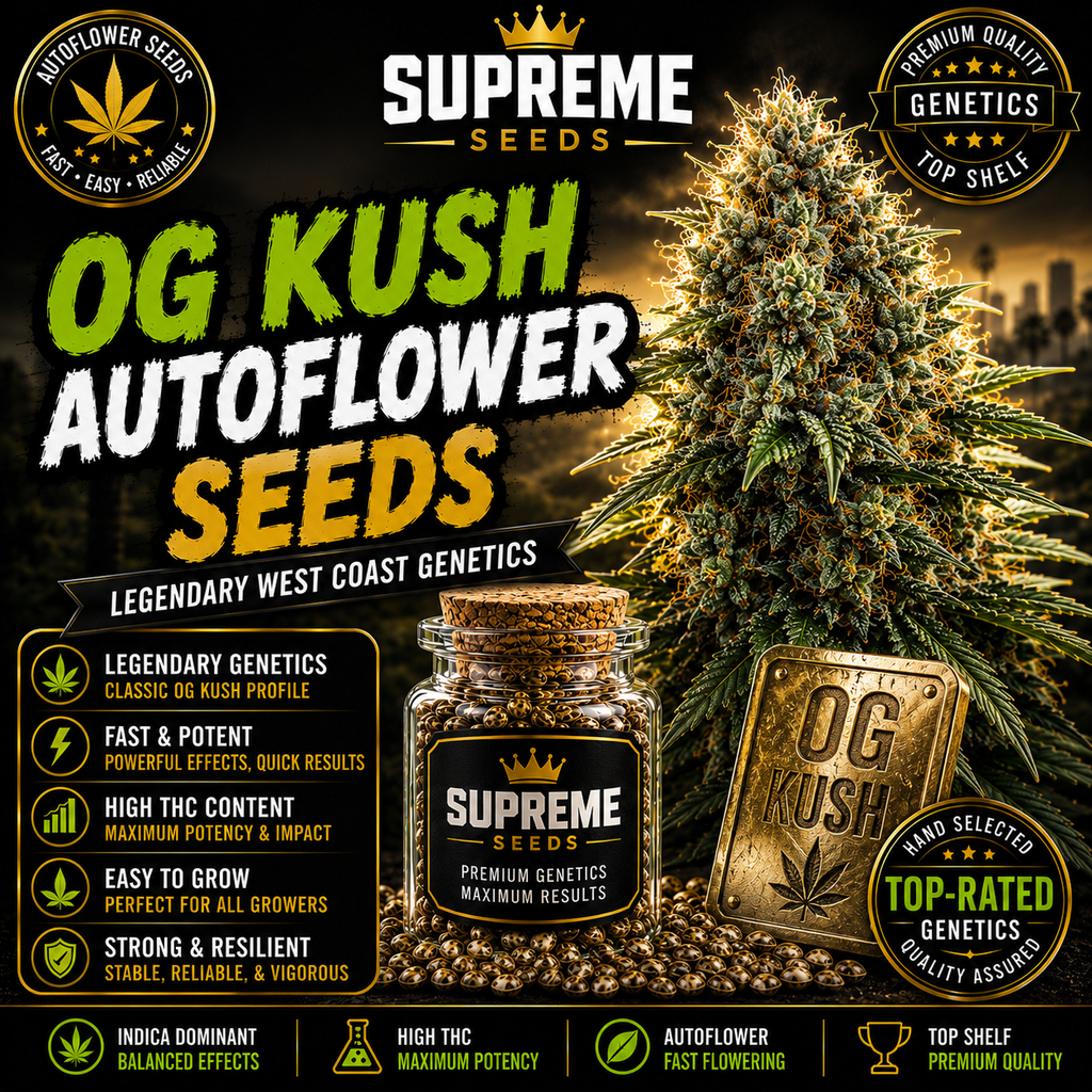 OG Kush Autoflower Seeds