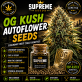 OG Kush Autoflower Seeds