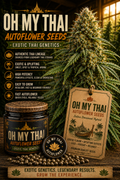 Oh My Thai Autoflower Seeds