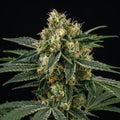 Orange x Skunk Feminized Seeds cannabis plant