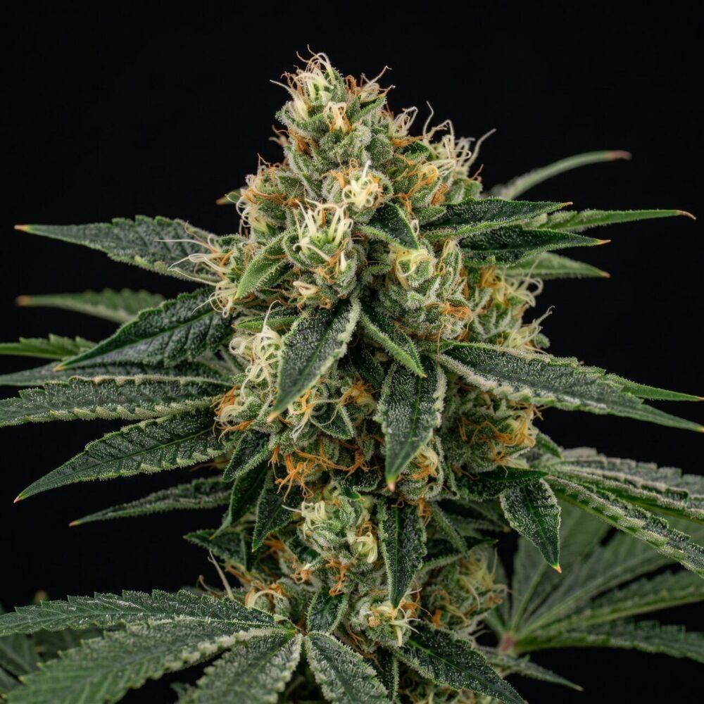 Orange x Skunk Feminized Seeds cannabis plant