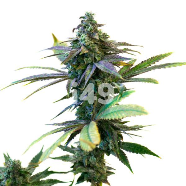 Purple Sunset Autoflower Seeds