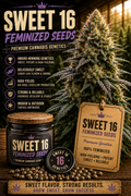 Sweet 16 Feminized Seeds