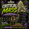 Critical Mass Autoflower Seeds | High-Yield Indica Hybrid