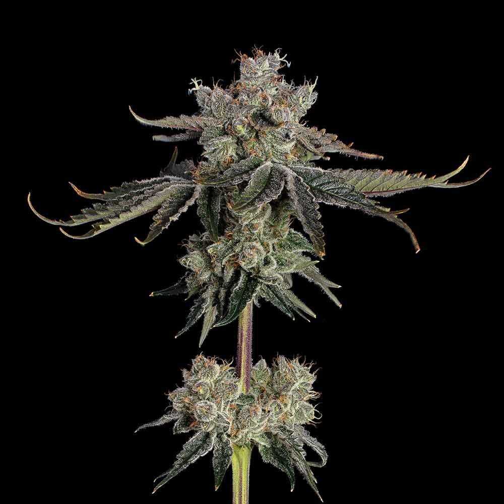 Sweet 16 Feminized Seeds