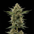 Swiss Cheese Feminized Seeds