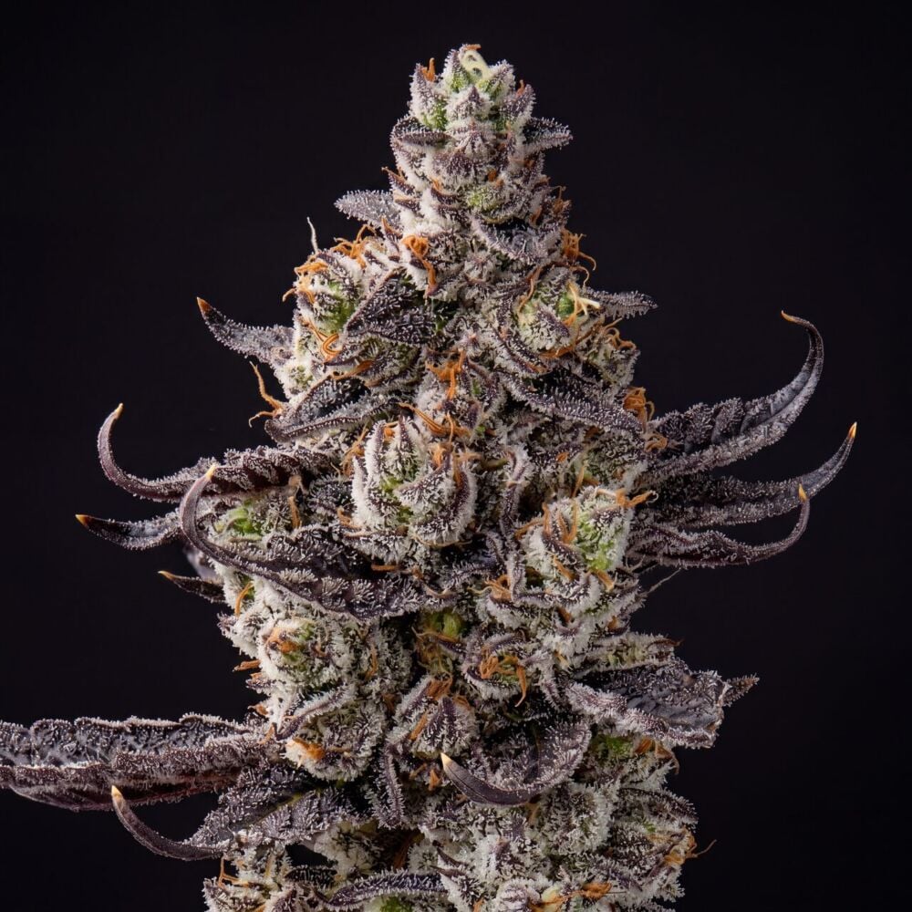 White Truffle Ice Cream Feminized Seeds cannabis plant
