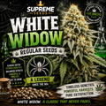 White Widow Regular Seeds | Classic Dutch Hybrid Genetics