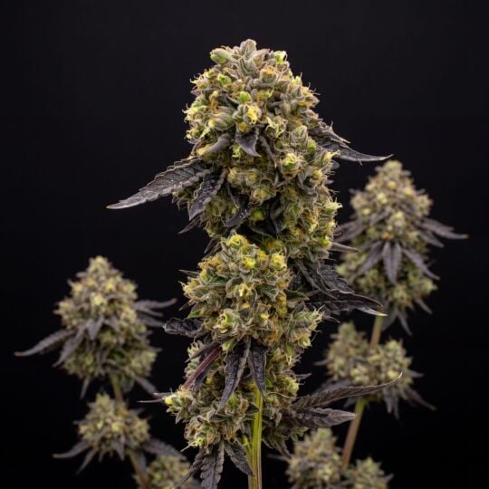 Zookies Autoflower Seeds cannabis plant